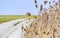 Sere teasel plants and field path