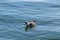 Serenade of the Seagulls: Graceful Swimming
