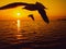 Serenade of the Seas: Silhouetted Bird in Nature\\\'s Majestic Seascape