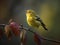 Serenade of the Songbird: Warbler Singing on a Branch