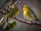 Serenade of the Songbird: Warbler Singing on a Branch