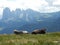 Serendipity of two cows in Dolomiti