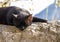 Serene Afternoon: Black Cat Enjoying a Sunlit Nap on Rugged Terrain