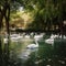 Serene Afternoon Swim for White Geese