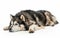 A serene Alaskan Malamute sleeps soundly, its luxurious coat and calm repose showcasing the breed's gentle and