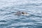 The serene Arctic waters host a tender scene as a pilot whale calf shadows its mother near Lofoten Islands