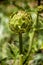 Serene artichoke plantation with lush greenery.