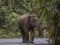 Serene Asian Elephant Embarking on a Journey through the Forest