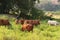 Serene Asian village landscape with cows and zebu bulls. Beautiful Indian zebu lies peacefully in the rainforest