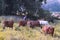 Serene Asian village landscape with cows and zebu bulls. Beautiful Indian zebu lies peacefully in the rainforest