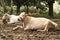 Serene Asian village landscape with snow-white cows. Beautiful Indian zebu lies peacefully in the rainforest