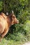 Serene Asian village landscape with zebu bull. Beautiful Indian zebu in the rainforest