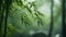 A serene bamboo forest, with towering green stalks as the background, during a misty morning