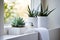 A serene bathroom with a trio of small succulents on the windowsill
