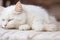 Serene Beauty: Portrait of a Sweetly Sleeping White Cat.