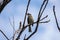 Serene bird perched on branch, nature\'s stillness captured beautifully.