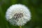 Serene blooming dandelion flower Taraxacum