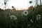 Serene Blooms: White Daisy Flowers Dancing in the Meadow