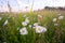 Serene Blooms: White Daisy Flowers Dancing in the Meadow