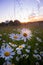 Serene Blooms: White Daisy Flowers Dancing in the Meadow