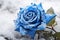 Serene Blue rose field in snow. Generate Ai