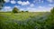 Serene Bluebonnet-filled Pasture in Rural North Texas