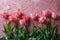 Serene Bouquet of Pink Tulips Artistically Arrayed Against a Textured Rosy Backdrop. Generative AI