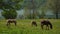 Serene brown horses graze on green grass by Bavarian lake Tegernsee on sunny day