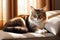 Serene Cat Lounging in Sunbeam: Contented Velvet Cushion. Sheer curtain on the background