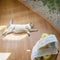 Serene cat lying on the floor under the sun rays, resting next to a blurred pile of toilet paper rolls with motivational