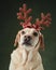 A serene Christmas moment captured with a Labrador dog wearing antlers
