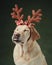 A serene Christmas moment captured with a Labrador dog wearing antlers