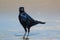 Serene, close-up shot of a Common grackle standing in shallow, still water