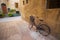 Serene corner of Pienza: vintage bike, old house, and tranquil atmosphere