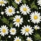Serene Daisy Meadow Floral Pattern Magic