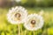 Serene Dandelion Duo Basking in Golden Light