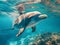 Serene Dolphin Encounter Underwater