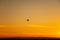 Serene dusk scene of a bird flying through the sky against an orange backdrop of the setting sun