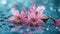 Serene Elegance: Pink Orchids and Dew Drops in Crystal Clear Water