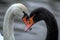 Serene embrace: two swans in love, a graceful display of adoration and unity in the swanst's affectionate bond, a