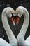 Serene embrace: two swans in love, a graceful display of adoration and unity in the swanst& x27;s affectionate bond, a