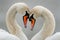 Serene embrace: two swans in love, a graceful display of adoration and unity in the swanst's affectionate bond, a