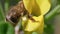 A Serene Encounter: The Mesmerizing Bee and Its Nectar-Seeking Adventure