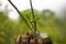 A Serene Encounter: Raindrops Adorn an Orchid Suspended in a Coconut Husk with a Captivating Spider Web