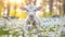 Serene farm animal scene young calf grazing in daisy field on a beautiful summer day