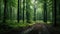 Serene Forest Path: A Moody Atmosphere Of German Romanticism