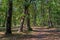 Serene Forest Pathway