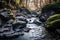 Serene Forest River Flowing Over Rocks