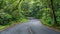 Serene forest road and tranquil path leading through beautiful nature landscape background