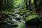 A serene forest stream flowing over mossy rocks